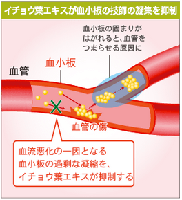イチョウ葉エキスの血液粘度への効果