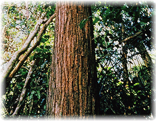 天然自生しているタヒボの原木