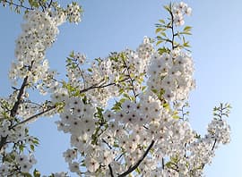 桜2009