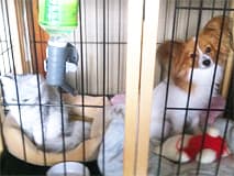 犬小屋